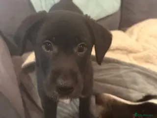 Borador dogs Last female 🐶 Perfect addition to any family 🐶🐾 - Advert 15