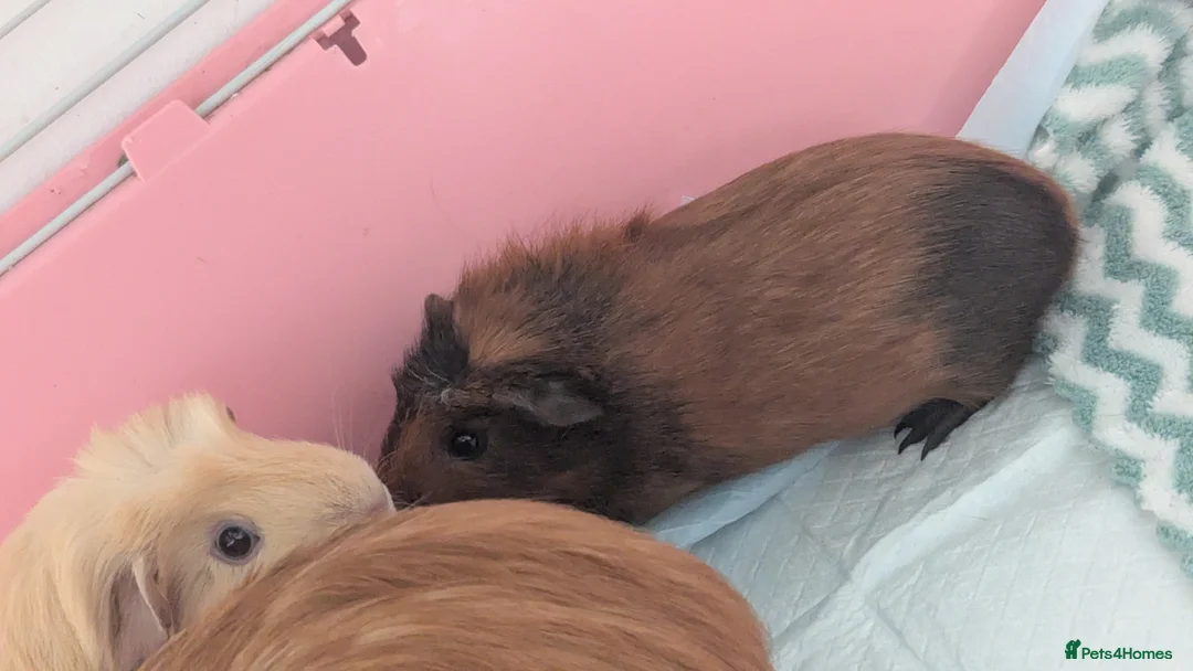 Guinea Pig rodents for sale: Pretty baby guinea pigs  - Advert 7