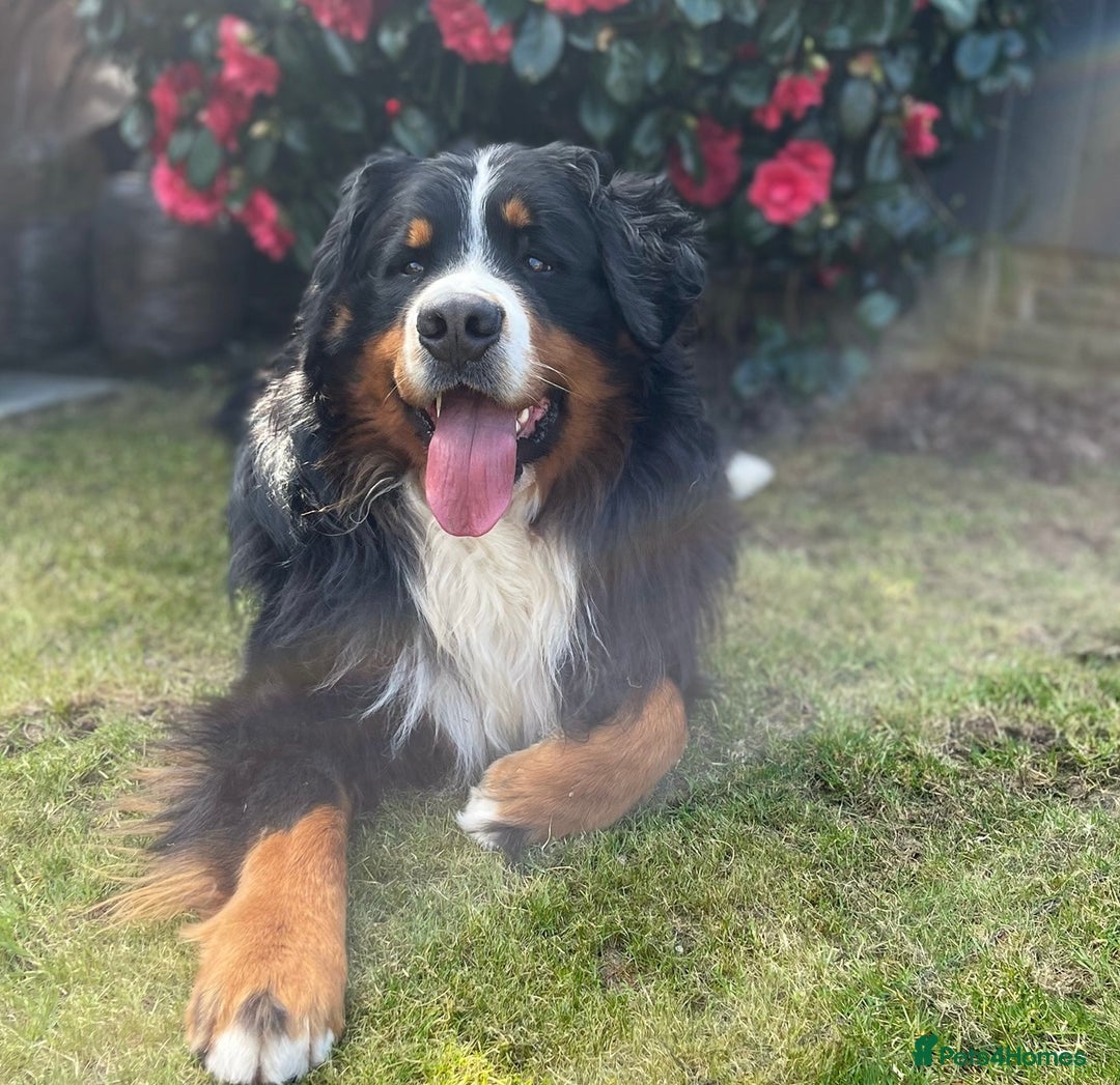 Bernese Mountain Dog dogs for stud: 🔥 CRUZ💥 TOP QUALITY BERNESE MOUNTAIN DOG STUD in Whitehaven - Image 3