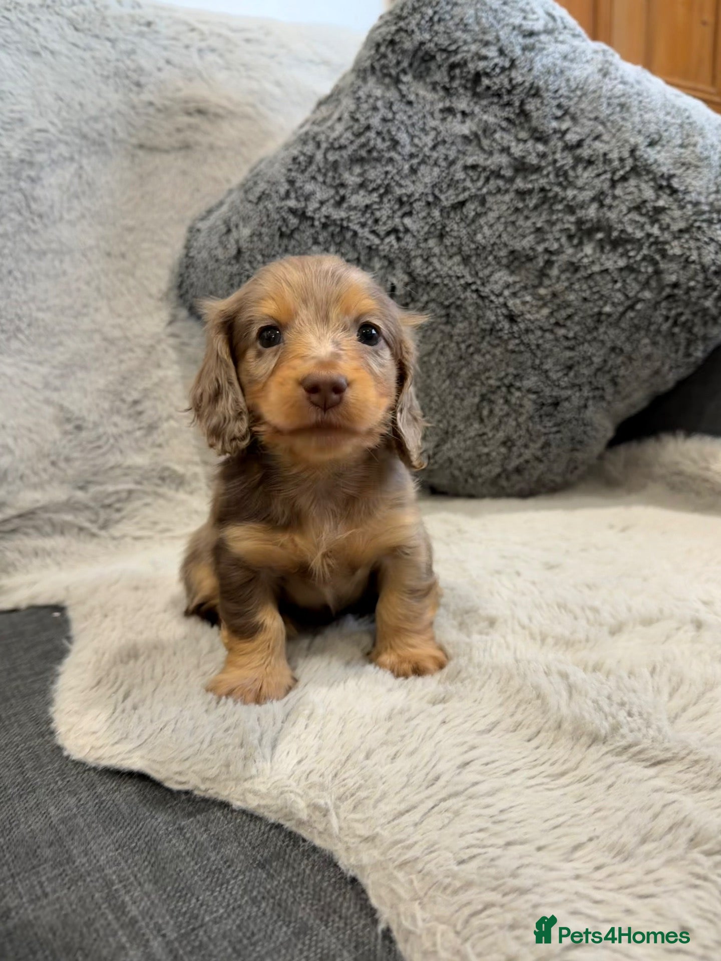 Dachshund dogs for sale: Long-haired miniature daschund pups for sale  - Advert 10