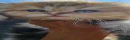 British Shorthair cats for sale: Bsh GOLDEN Chunky Kittens🐱 Ready go now - Advert 23