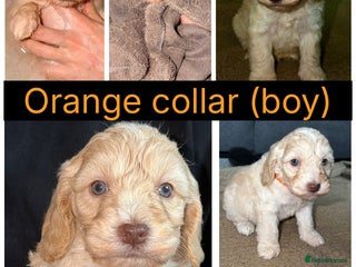 Cockapoo dogs 5 F2 Toy cockapoo pups 🩵 - Advert 4