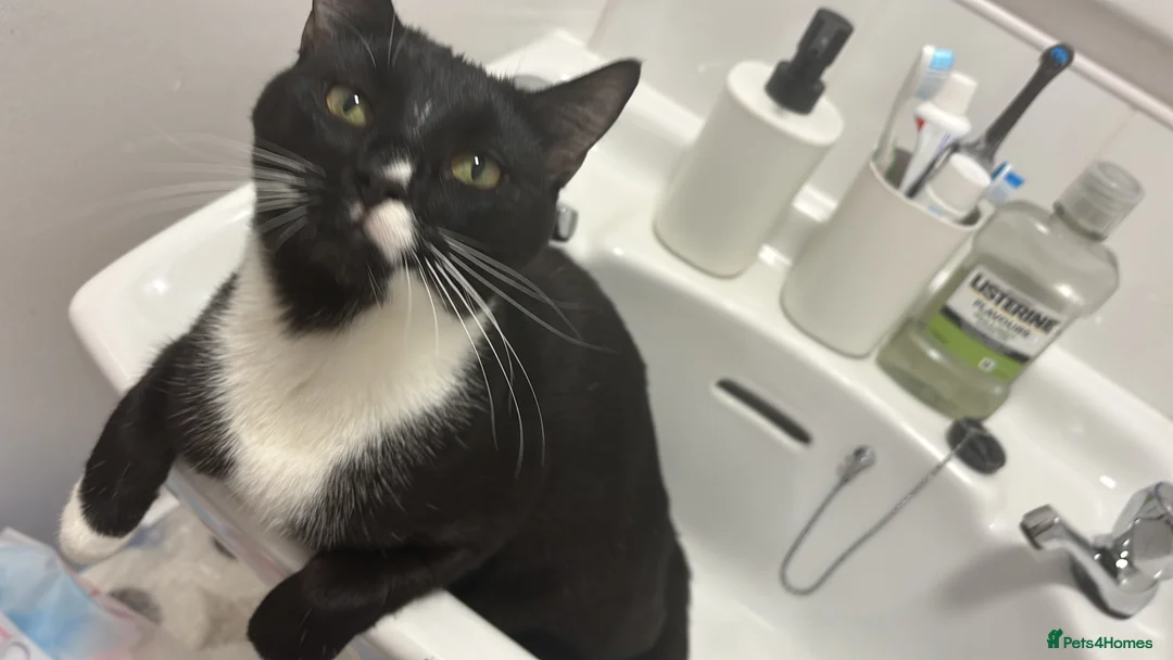 British Shorthair cats for sale: Twin brothers  - Advert 1