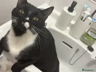 British Shorthair cats Twin brothers - Advert 1