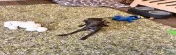 Italian Greyhound dogs for sale: Beautiful Italian Greyhound KC Puppy female  - Advert 5