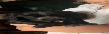 Cocker Spaniel 3
