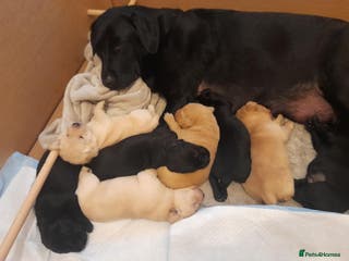 Labrador Retriever dogs Labrador puppies - Advert 6