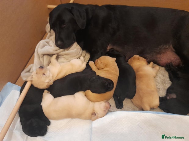 Labrador Retriever dogs Labrador puppies - Advert 1