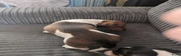 Miniature Dachshund dogs for sale: Dachshund  in Carlisle - Advert 2