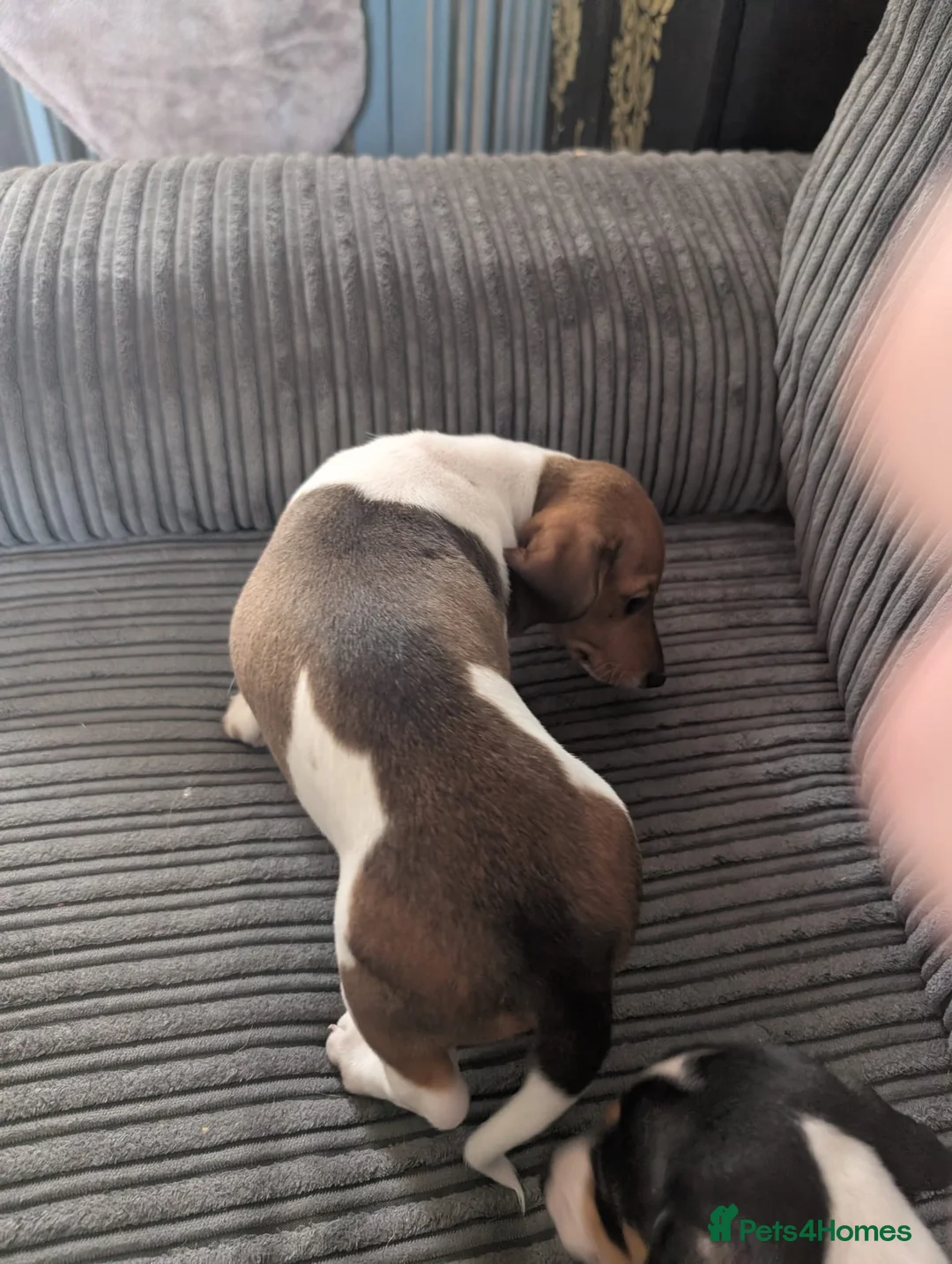 Miniature Dachshund dogs for sale: Dachshund  in Carlisle - Advert 2