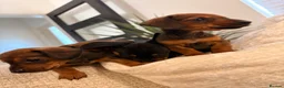Dachshund dogs for sale: Mini dachshund puppies  - Advert 3