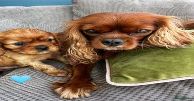 Cavalier King Charles Spaniel dogs - Advert 11