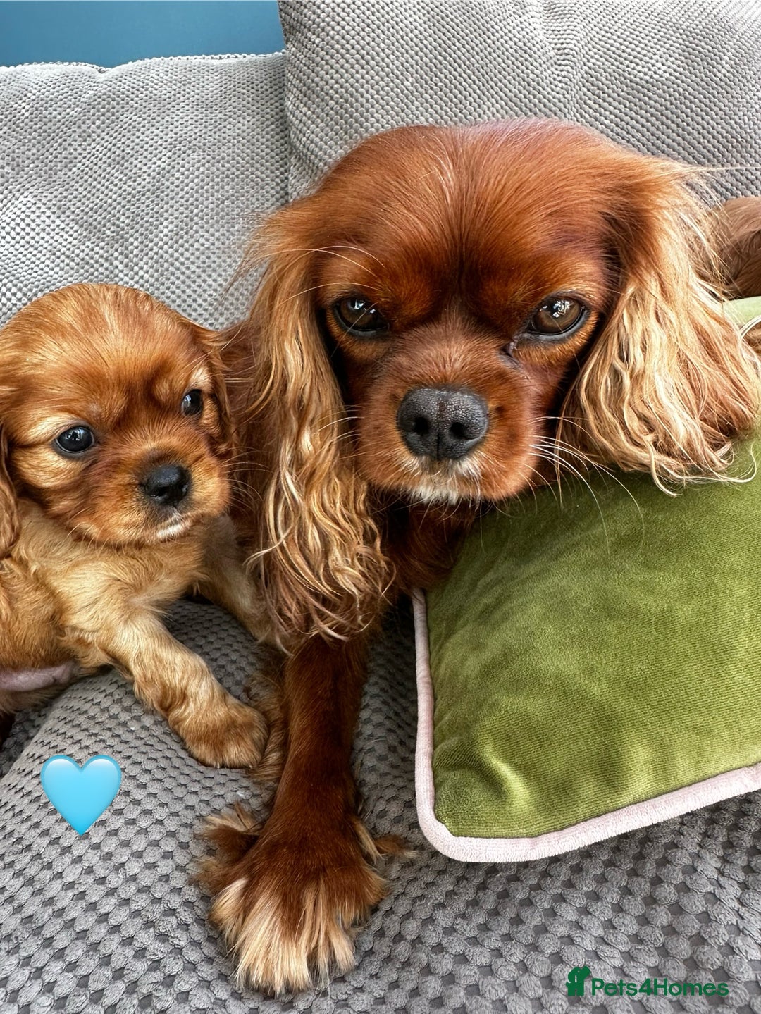 Cavalier King Charles Spaniel dogs for sale: Beautiful Ruby boys - Image 3