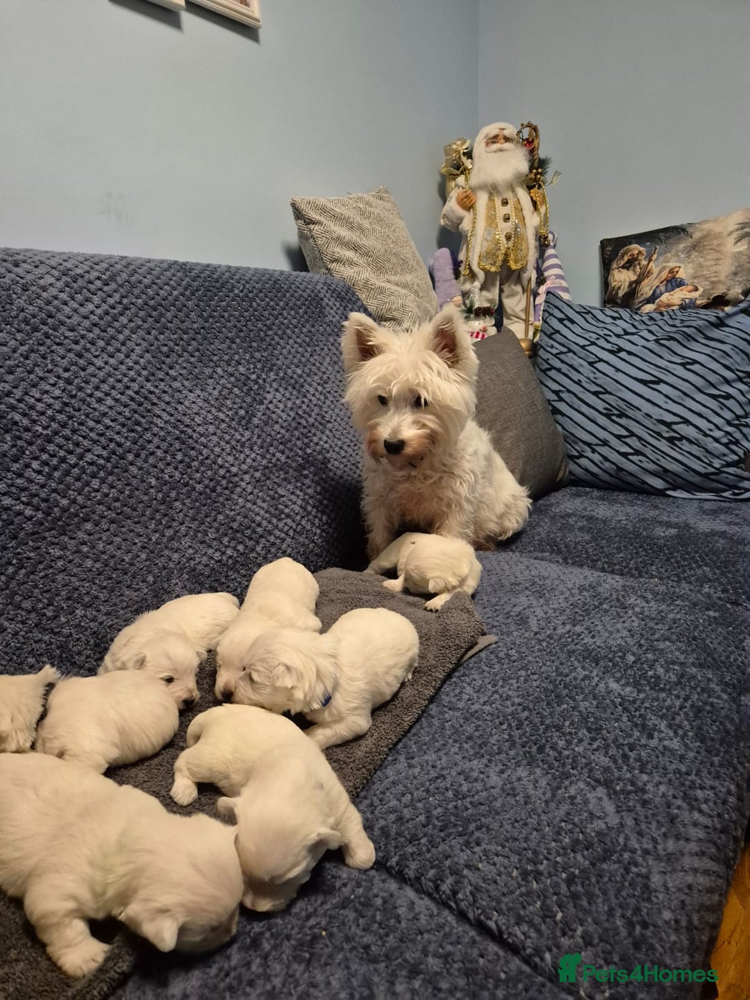West Highland Terrier dogs for sale: Westhighland Terrier - Advert 5