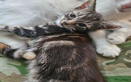 Mixed Breed cats for sale: Cute male kitten looking for a loving home - Image 8