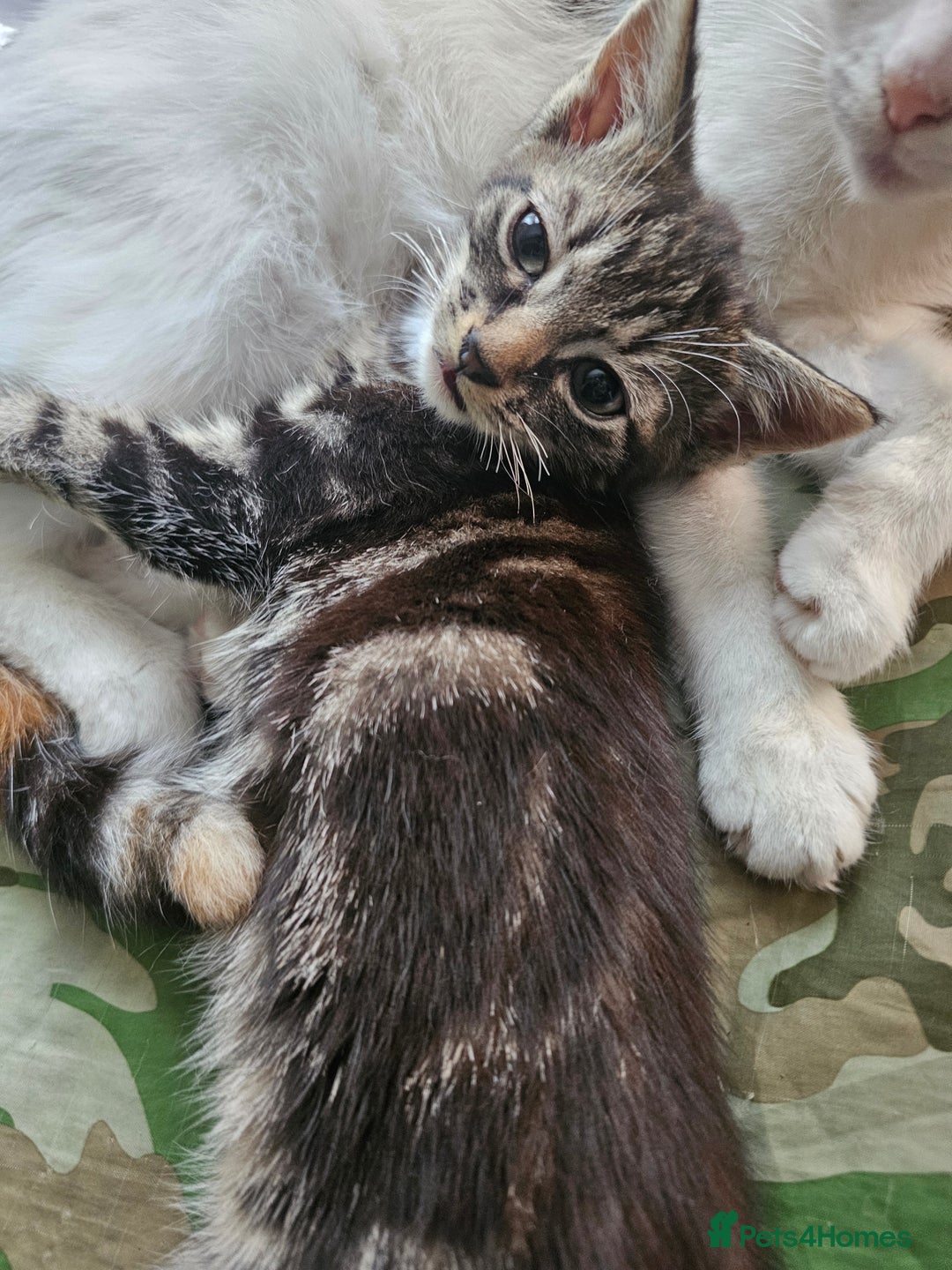 Mixed Breed cats for sale: Cute male kitten looking for a loving home - Image 8