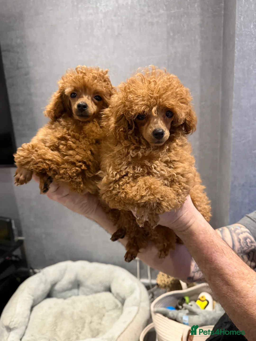 Toy Poodle dogs for sale: Outstanding KC reg Red Toy Poodles  - Advert 2