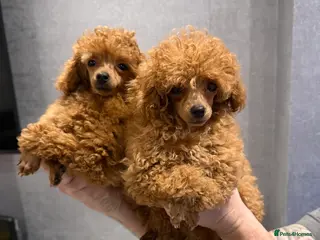 Toy Poodle dogs Outstanding KC reg Red Toy Poodles - Advert 4