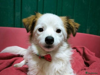 Mixed Breed dogs 💖🐶 DARCI 🐶💖 - Advert 1