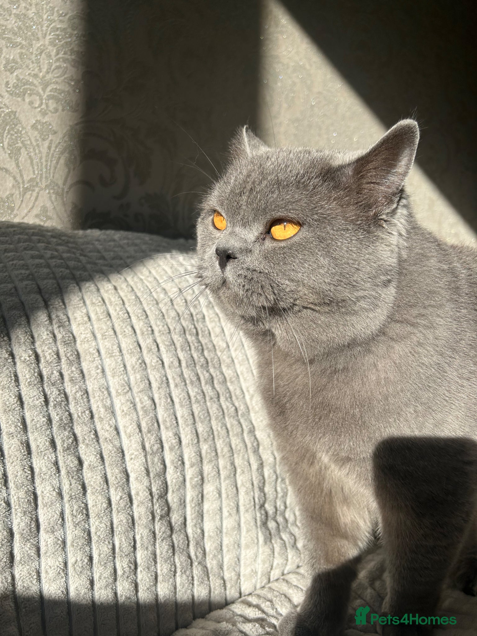 British Shorthair cats UNIQUE BSH x PERSIANS  - Advert 17