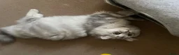 Scottish Fold cats for sale: Scottish Fold and straight  - Advert 4