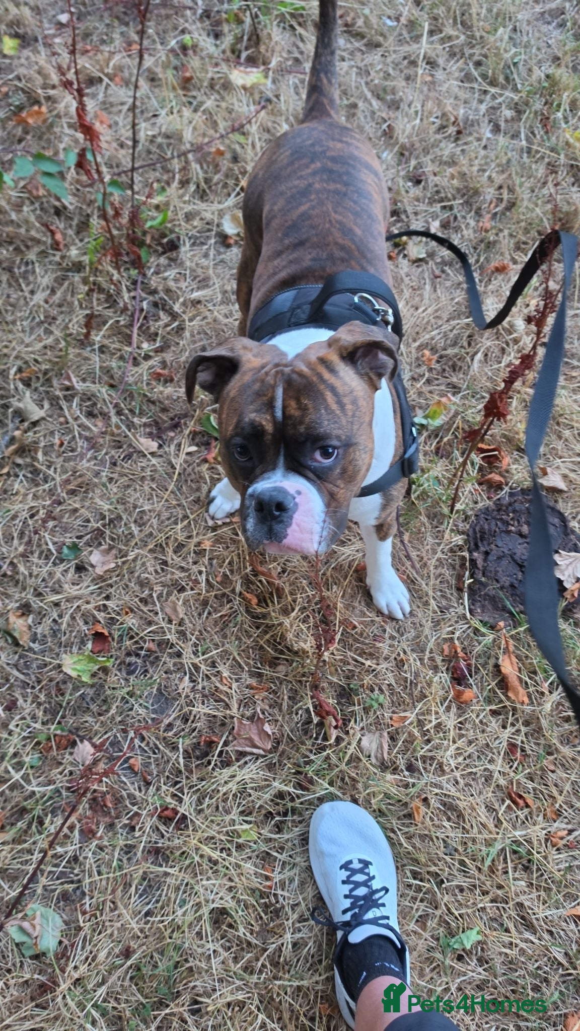 Mixed Breed dogs Reggie - Advert 6