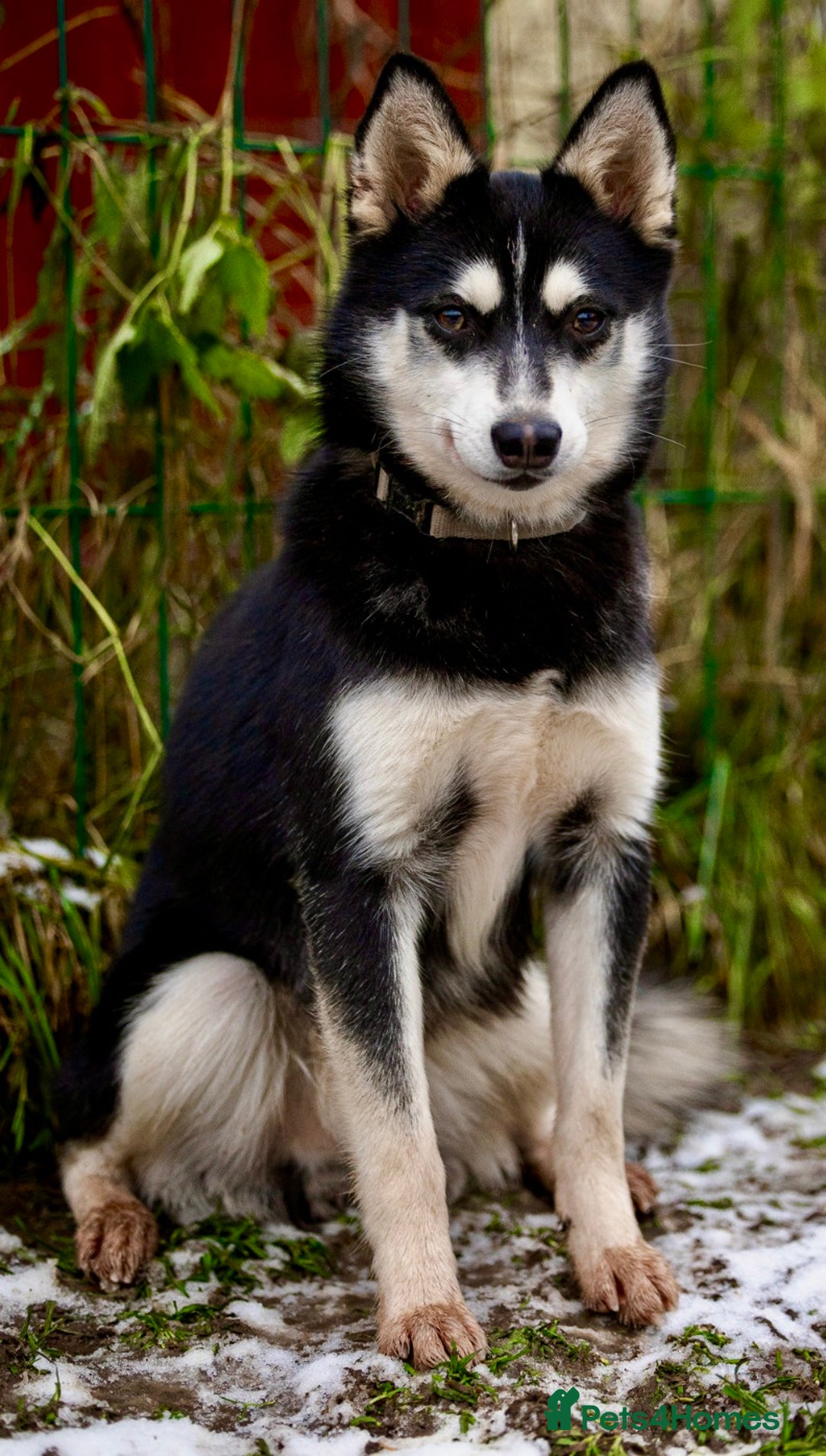 Pomsky dogs for adoption: TUCKER – Male Pomsky  - Advert 10