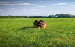 German Shepherd dogs for sale: German shepherd for good home - Image 3