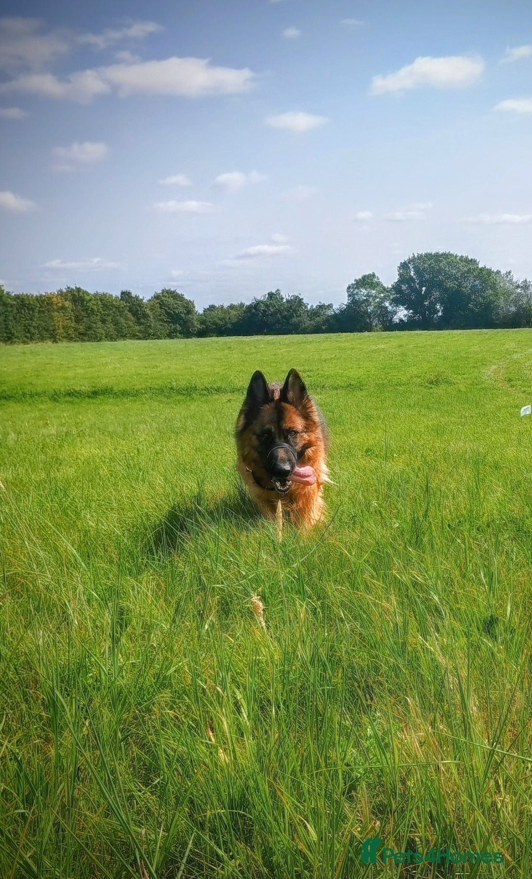 German Shepherd dogs for sale: German shepherd for good home - Image 3