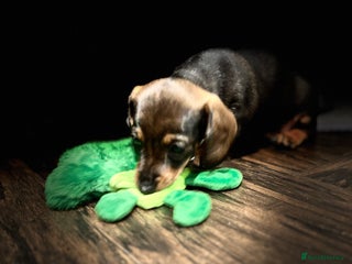Miniature Dachshund dogs - Advert 2