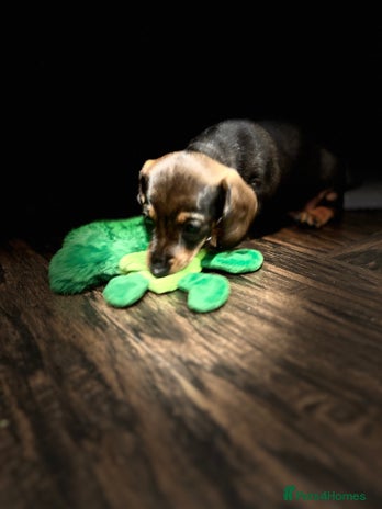 Miniature Dachshund dogs - Advert 13