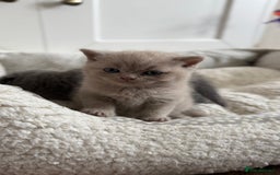 British Shorthair cats for sale: Stunning British short hair kittens  - Image 2