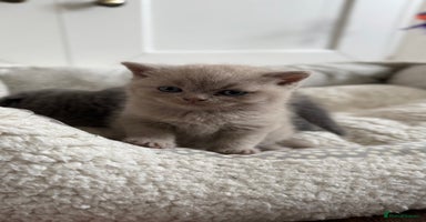 British Shorthair cats - Advert 11