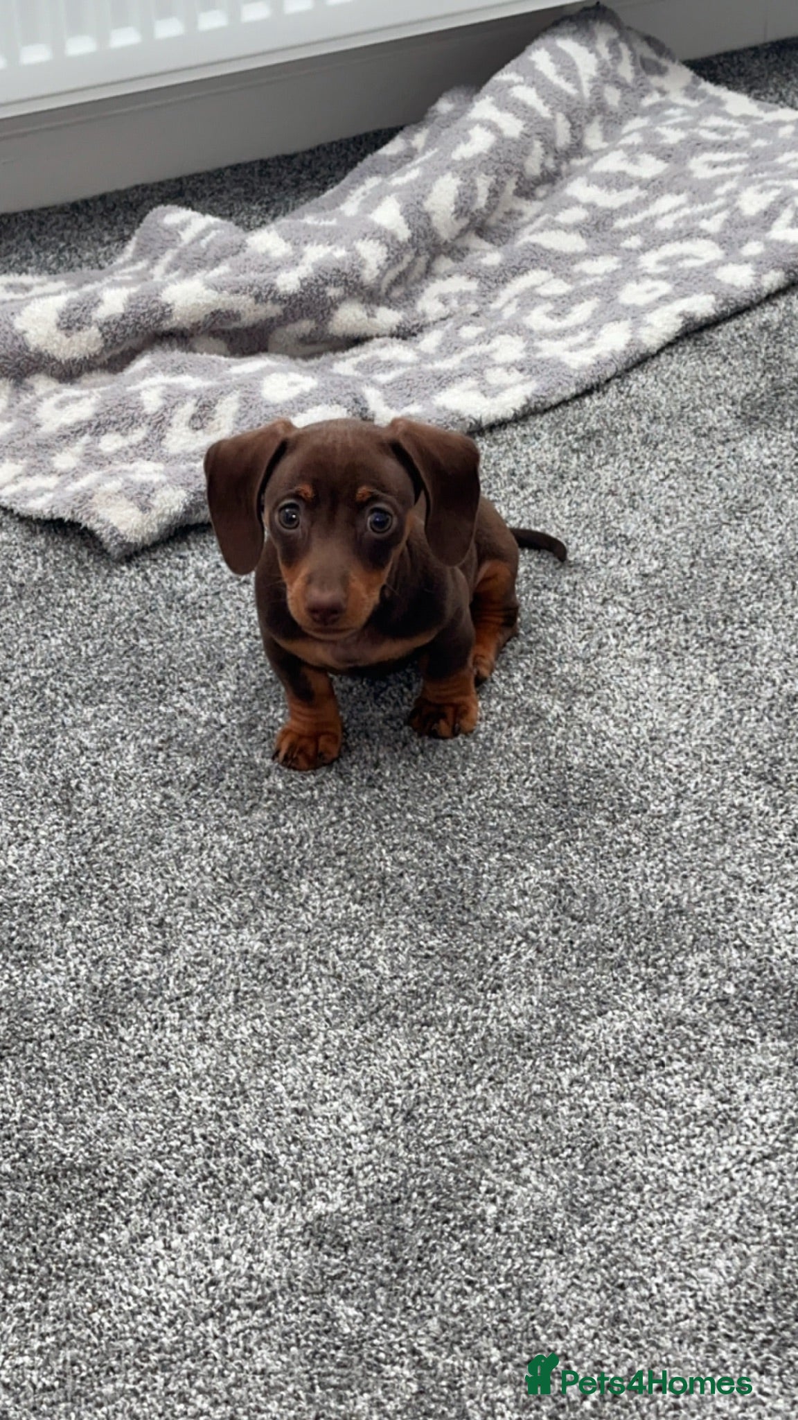 Miniature Dachshund dogs miniature dauchaund - Advert 1