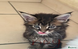 Maine Coon cats for sale: 6 beautiful angels - Image 6