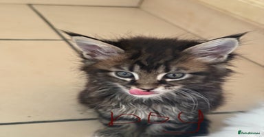 Maine Coon cats - Advert 5