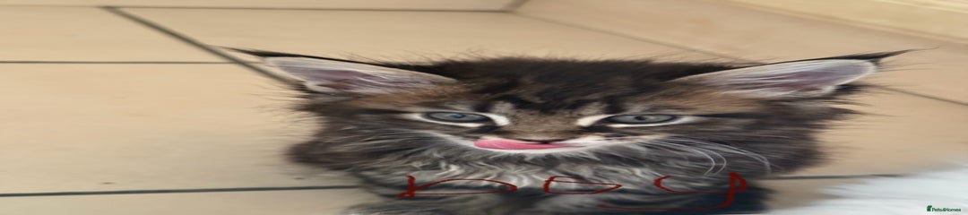 Maine Coon Kitten 3