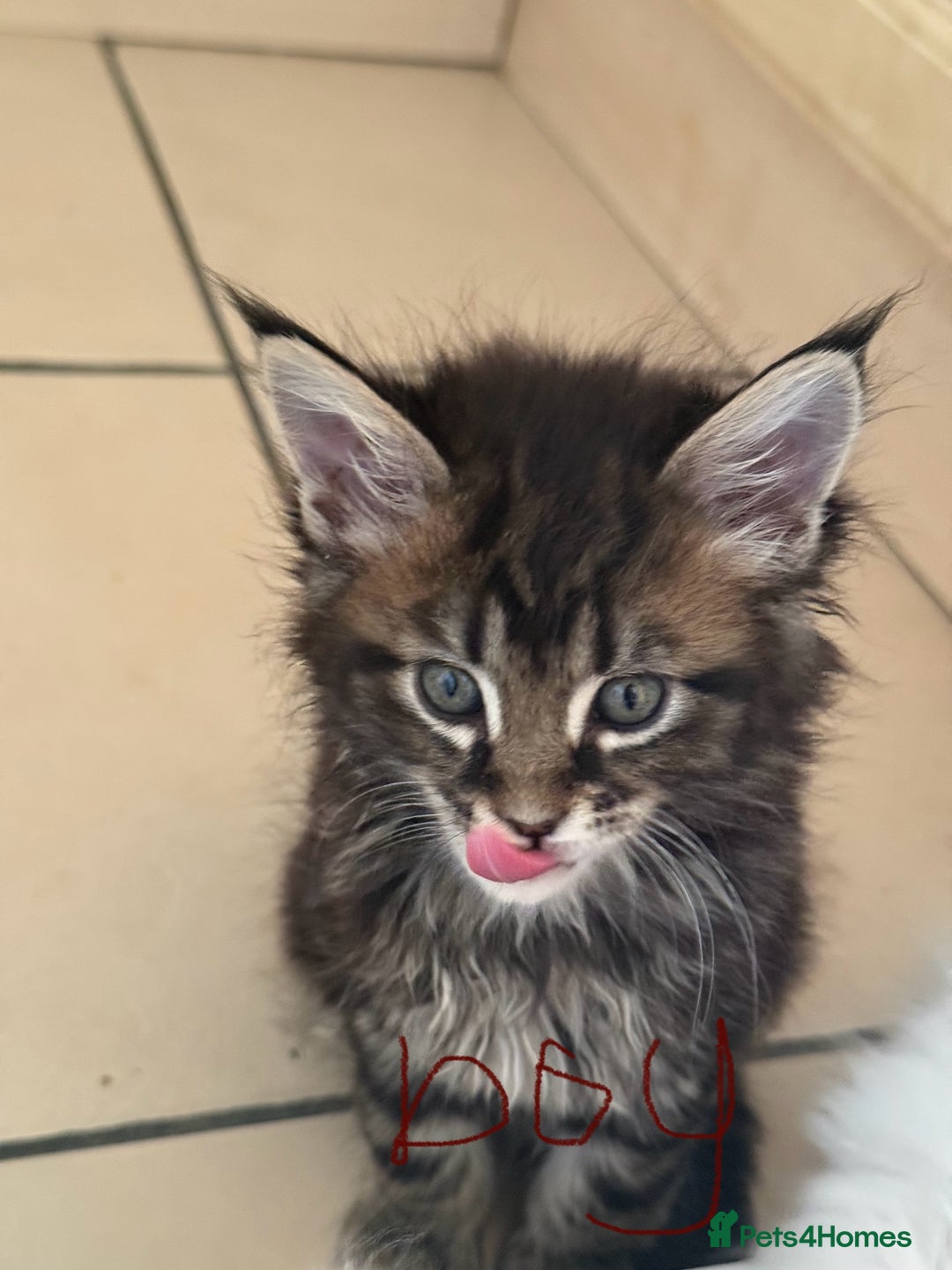 Maine Coon cats for sale: 6 beautiful angels - Image 6