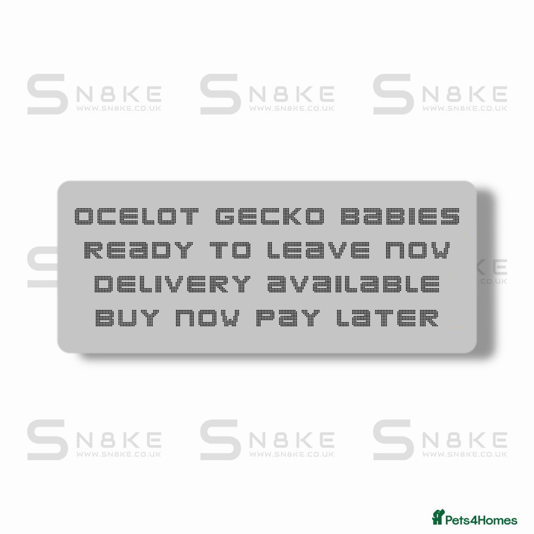 Gecko reptiles for sale: OCELOT GECKO BABIES - Advert 2