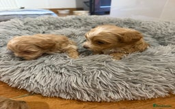 Maltipoo dogs for sale: Real life teddy bear f1 Maltipoos ❤️💥 - Image 23