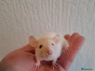 Rat rodents DWARF RATS - Advert 2
