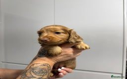 Miniature Dachshund dogs for sale: Beautiful Longhair miniature Dachshund - Image 12
