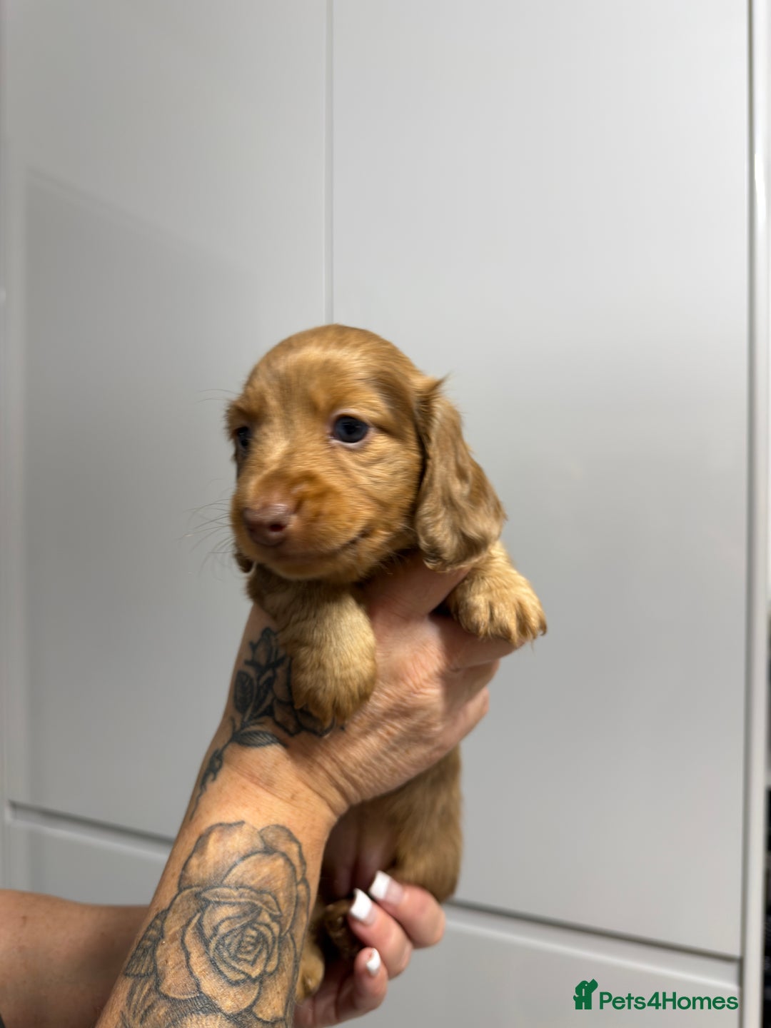 Miniature Dachshund dogs for sale: Beautiful Longhair miniature Dachshund - Image 12