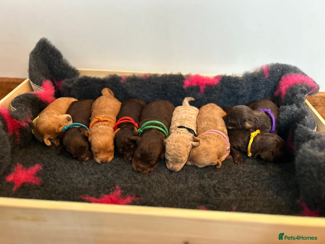 Maltipoo dogs for sale: Chocolate & tan Maltipoos (TOY!) - Advert 8