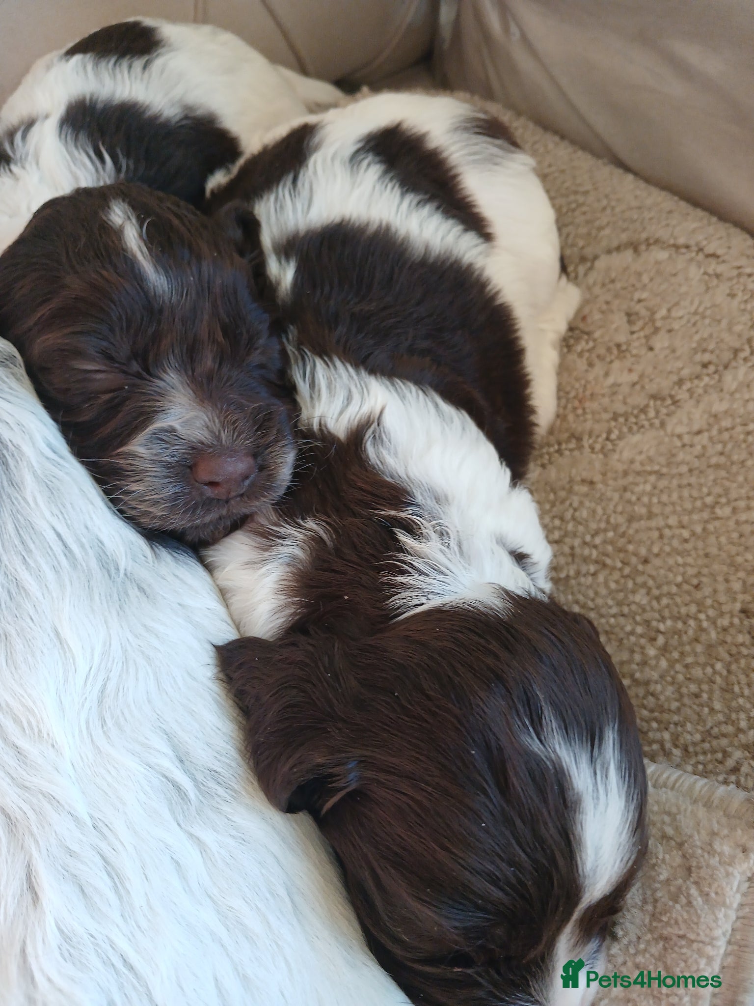 Sprocker dogs for sale: Cocker spaniel - Advert 5