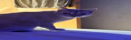 British Shorthair cats for sale: Nova & Aria.  - Advert 3