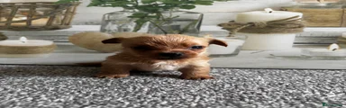 Yorkshire Terrier 4 reserved