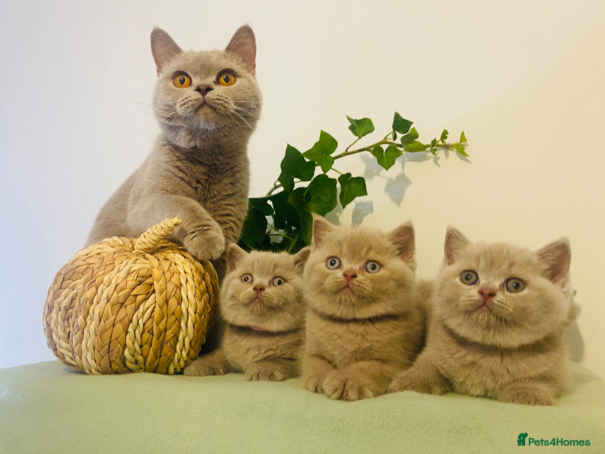 British Shorthair cats ✨Stunning Lilac Fawn British Shorthair GCCF ✨ - Advert 1