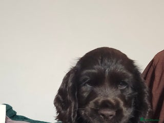 Cocker Spaniel dogs - Advert 5