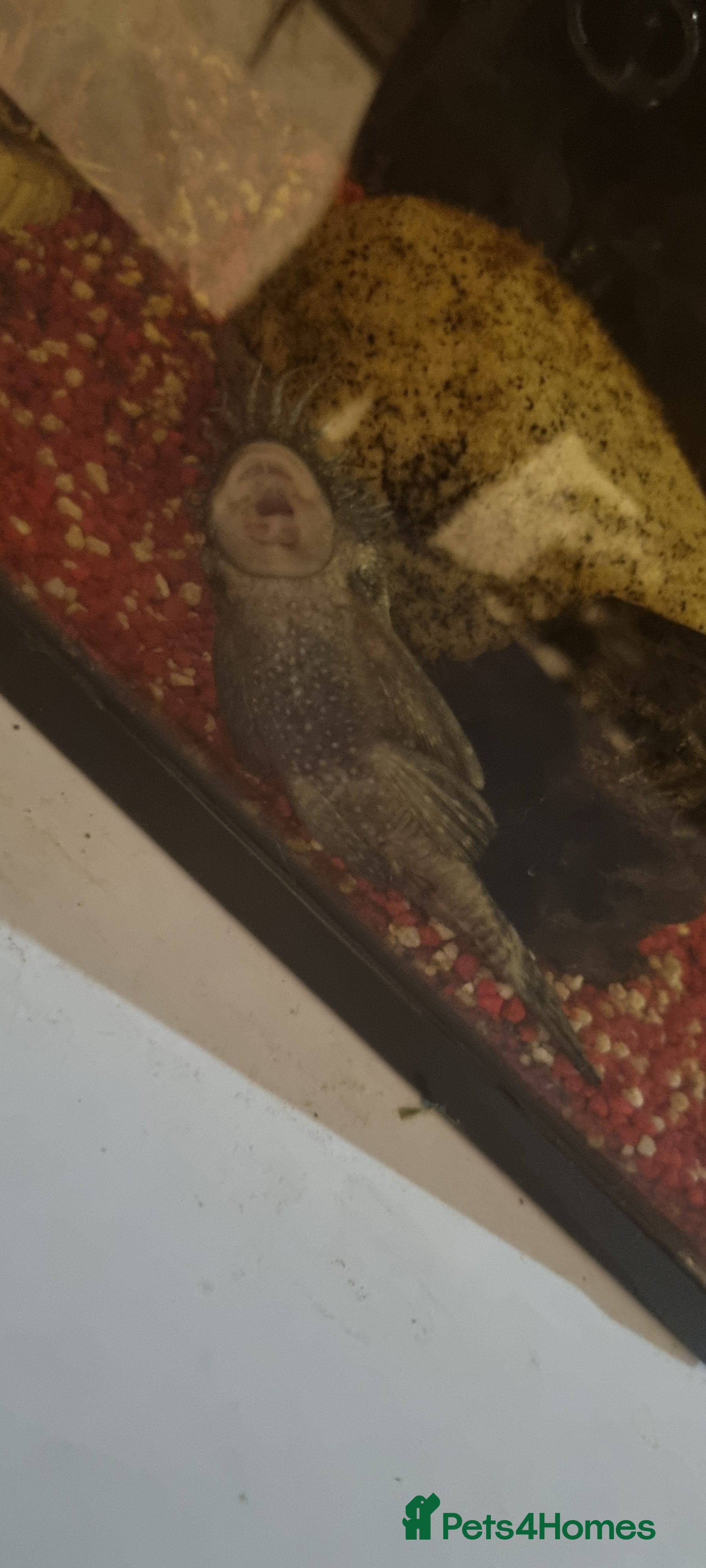 Plecos fish Fish  - Advert 9